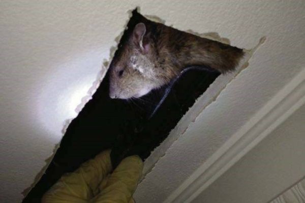 cách nhận biết chuột trên trần thạch cao